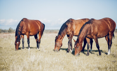 Horses grazing in the field. Rural landscape.