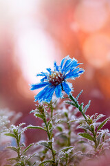 Macro of a blue frost covered aster flower. Taken late in Autumn during the first frost in Europe. Vivid orange sunset background with bokeh and floating bubbles. Ice crystals on petals and leaves