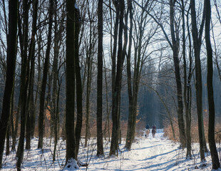 Forest path on a sunny winter day. Riders are on the horizon. Horseback riding. Ukraine. 