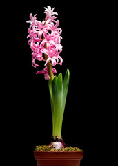 Spring Hyacinth flower in pot isolated on black background