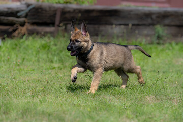 Dog portrait of an eight weeks old German Shepherd puppy with a green grass background. Sable colored, working line breed