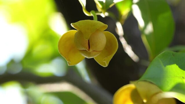 Yellow Rumdul flower or White Cheese wood over green natural Blur background, Kingdom of Cambodia or White Cheese wood blooming with fragrant smell on a beautiful tree.