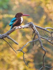 common kingfisher or Alcedo atthis is a small colorful bird sitting on branch with natural background in Islamabad Pakistan 
