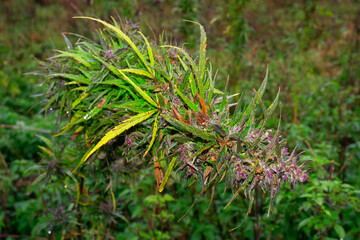 cannabis bush growing wild outdoors