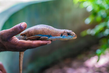 Lizard in the hands of man. Zanzibar, Tanzania