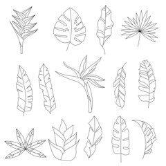 Stylized tropic leaves. Objects isolated on white background. Black and white contour monochrome illustration.  Coloring book style.