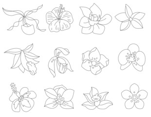 Stylized tropic flowers. Objects isolated on white background. Black and white contour monochrome illustration.  Coloring book style.