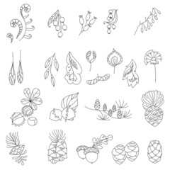 Stylized forest seed and plants. Objects isolated on white background. Black and white contour monochrome illustration.  Coloring book style.