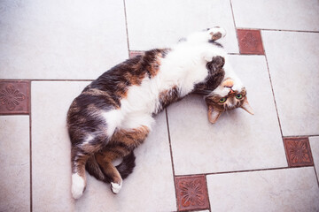 Tabby brown cat lying white belly up on tiled floor