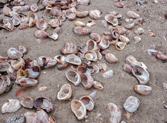 Fototapeta na wymiar Mollusks and shells on a winter Nantucket Island beach