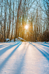 Beautiful winter landscape in a snowy forest