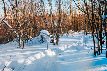 Beautiful winter landscape in a snowy forest