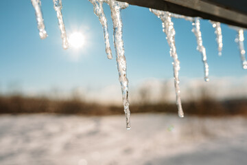 Icicles hanging with sun rising behind in a forest