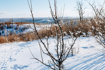 Fototapeta na wymiar Natural winter background with bare tree branches covered with ice