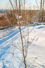Natural winter background with bare tree branches covered with ice