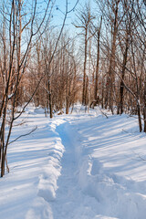 Beautiful winter landscape with a path and trees in snowy forest
