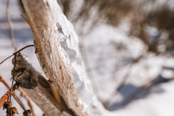 Natural winter background with bare tree branches covered with ice
