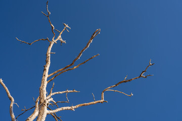 A view from below of a winter forest with trees covered with snow. Frozen bare tree branches against the blue sky