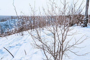 Fototapeta na wymiar Beautiful winter landscape in a snowy forest