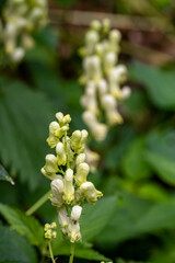 Aconitum lycoctonum flower growing in forest