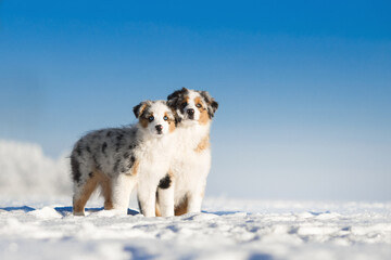 small puppies playing with white cold winter snow in sunny day under the blue sky