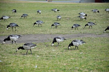 birds