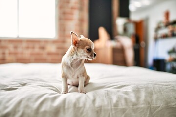 Beautiful small chihuahua puppy standing on the bed curious and happy, healthy cute babby dog at home