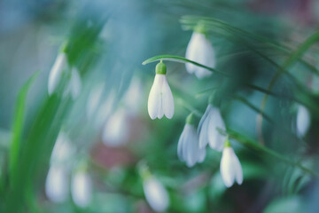 White snowdrops spring flowers blooming in the forest