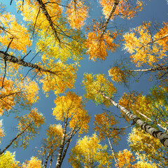 Fall time, colorful leaves