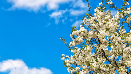 cherry blossom is blooming.cherry blossom on background blue sky. Space for text.blue sky and clouds