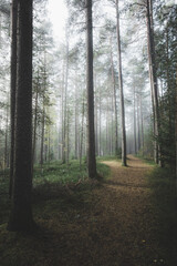 A path in the middle of a rugged pine forest