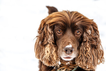 orange english cocker spaniel looks funny with snow all over the face.dog portrait close up. a lot...