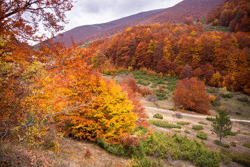 Autumn seasonal landscape with colorful trees and fogliage