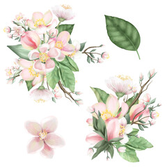 Set of blooming apple tree bouquets, hand drawn isolated illustration on white background