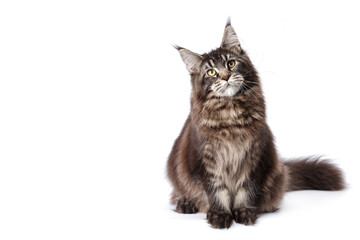 Very handsome young Maine Coon cat.The largest cat. A big cat.Maine Coon looking at the camera, isolated on white