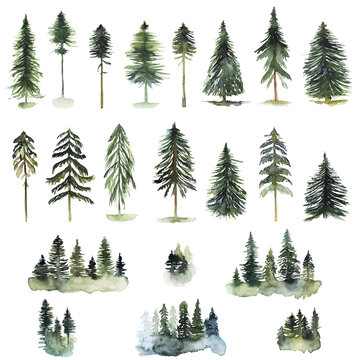 Seamless pattern with watercolor pine trees and spruces, hand drawn on white background