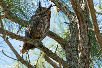 The great horned owl (Bubo virginianus)