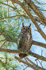 The great horned owl (Bubo virginianus)