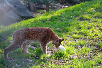 Fototapeta premium Beautiful wild lynx in the forest on a sunny day.