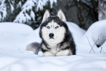 Naklejka premium Beautiful Siberian Husky dog in winter forest