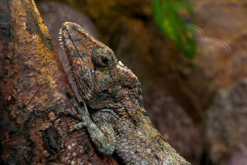 A beautiful chameleon sits on a tree branch. Merges with nature.