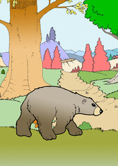 illustration of the bear 