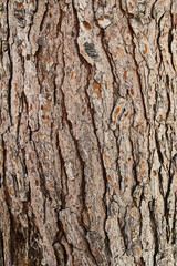  Tree bark texture, natural background