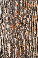  Tree bark texture, natural background