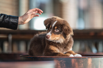A cute miniature Australian Shepherd dog with yellow eyes and a white and chocolate muzzle lying on shiny red metal barrels against the backdrop of an urban landscape. Bar decor.