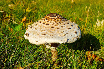 A beautiful large mushroom grows from grass in the forest.