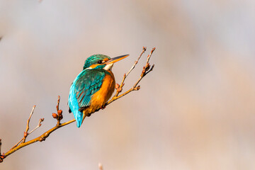 Common Kingfisher on a branch in the morning light
