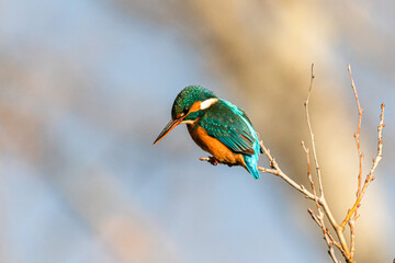 Common Kingfisher on a branch in the morning light