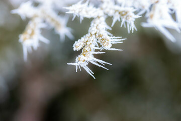 Branches covered with spiky ice frost close-up photo in winter.