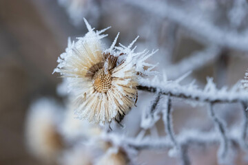 Dried out flowers covered with spiky ice frost close-up photo in winter.